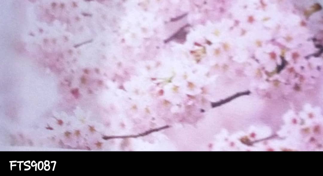 FTS9087 AG Design Pink Cherry Blossoms Photomural